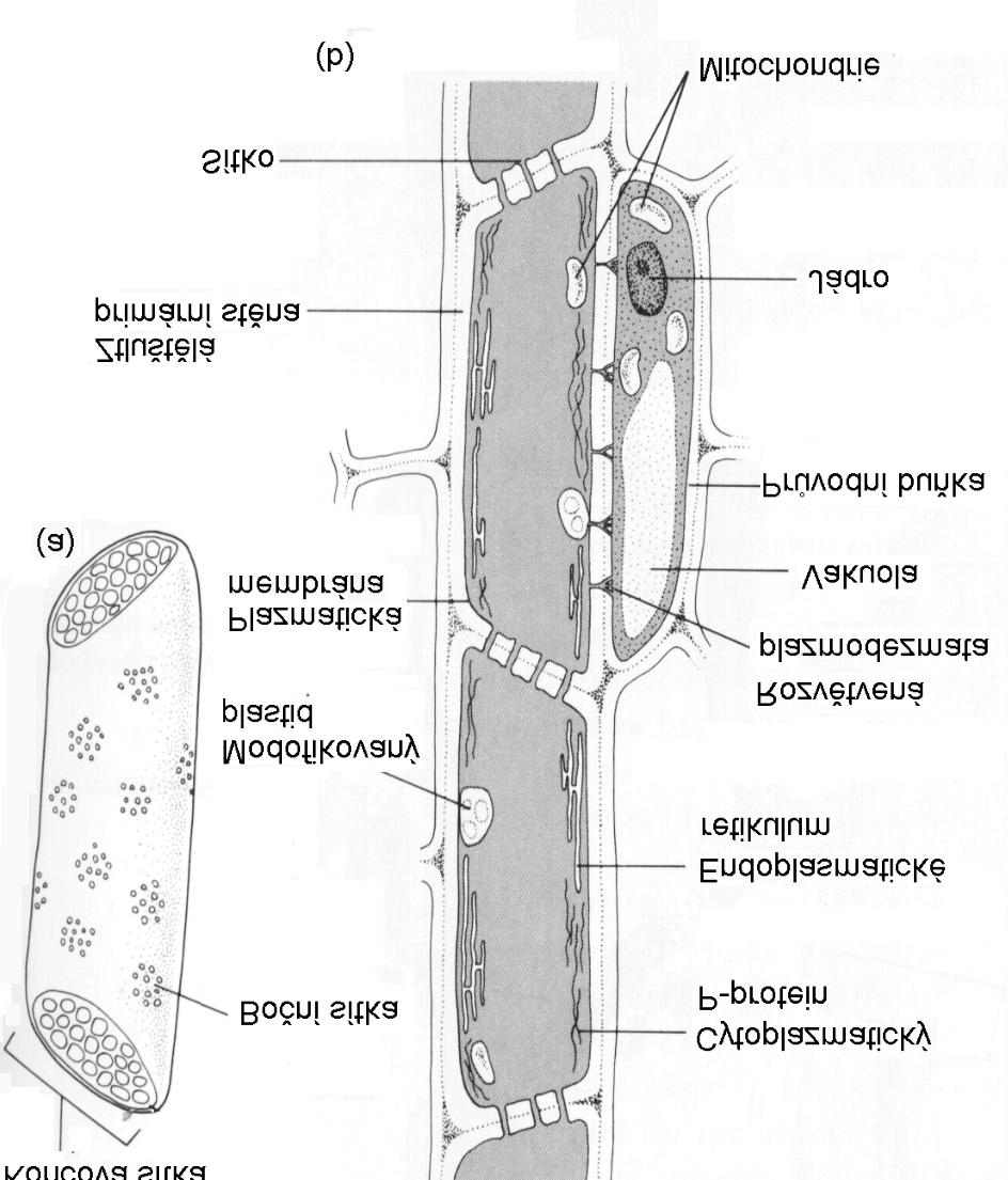 V sítkovicích je velmi málo organel, endoplasmatické retikulum je podélně orientováno jakož i protein P, který má vláknitou strukturu. Průvodní buňka má jádro, mnoho ribosomů a zvýšený počet organel.