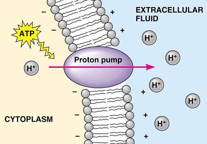 MBRO1 1 2 2017 3) Membránový transport Prokaryotická buňka Eukaryotická buňka a) Fyzikální principy b) Regulace pohybu