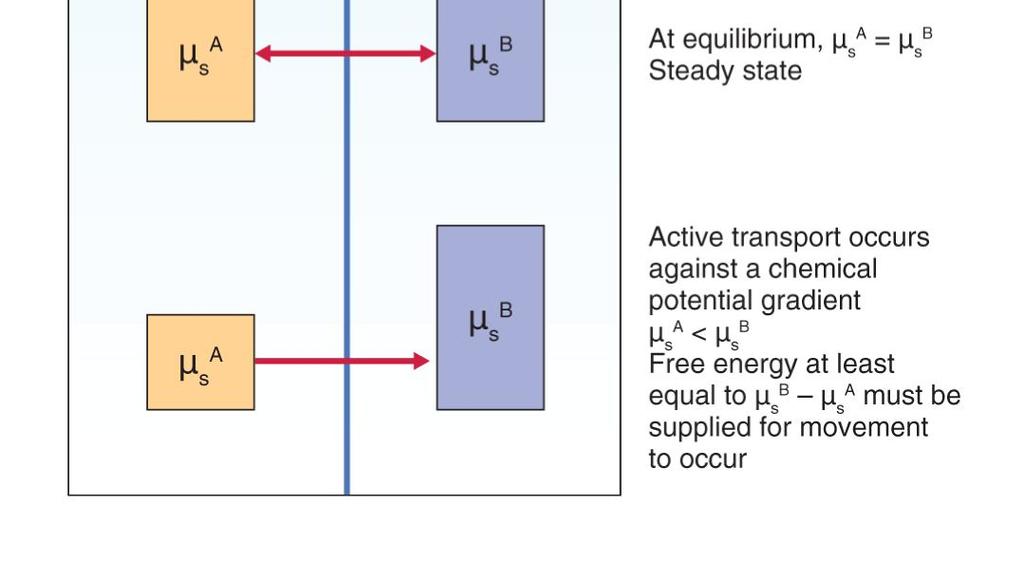 Pro nenabitý roztok je elektrická složka z s FE = 0 Stabilní stav µ s = µ s* + RTlnC s Aktivní pohyb proti směru gradientu chemického potenciálu = proti směru růstu.