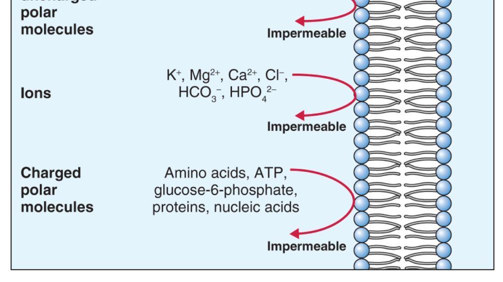 14 Lipofilní (hydrofobní) molekuly ATPáza H + -ATPáza Pohybují se do té doby, dokud existuje gradient