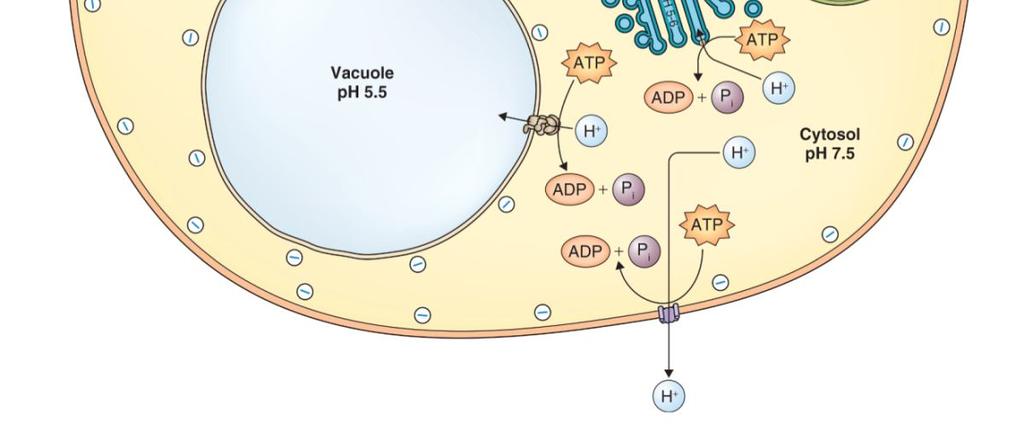 přítomnost membránových transportérů: kanály a přenašeče Primární aktivní transport hydrolyzován ATP