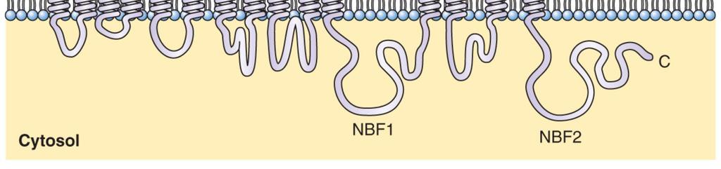 Nukleotid-binding smyčky (zapojeny v hydrolýze ATP) Transport antokyanů, katabolitů chlorofylu, protihoubových