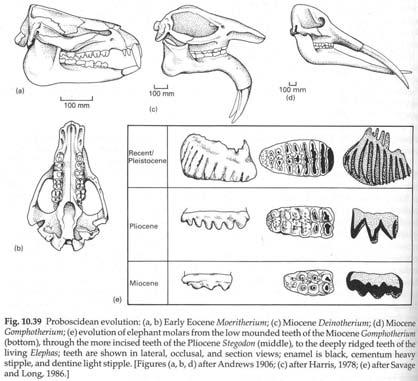 Palaeomastodontidae