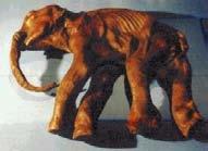 Elephantidae Mammuthus