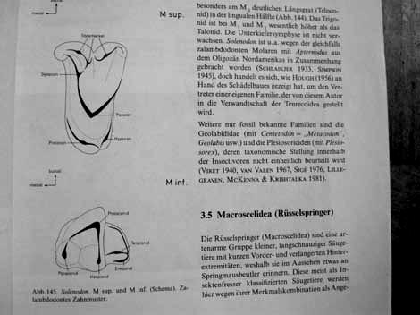 Paenungulata (4) Hyracoidea 1 [1]: 3 [18] damani Tethytheria (5) Proboscidea 1 [10]: 2 [42]