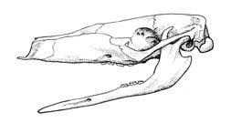 Jacobsonův orgán 2 páry mammae, zonální placenta, 7 měsíční gravidita,