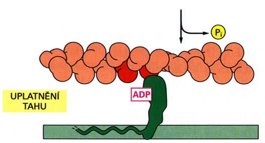 mechanismus