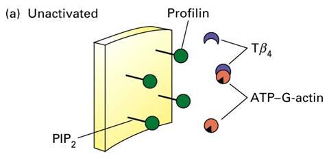 Proteiny vázající G-aktin: regulace