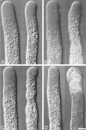 Injekce profilinu inhibuje růst pylových láček a narušuje strukturu aktinu Pollen tubes injected with increasing doses of native pollen profilin.