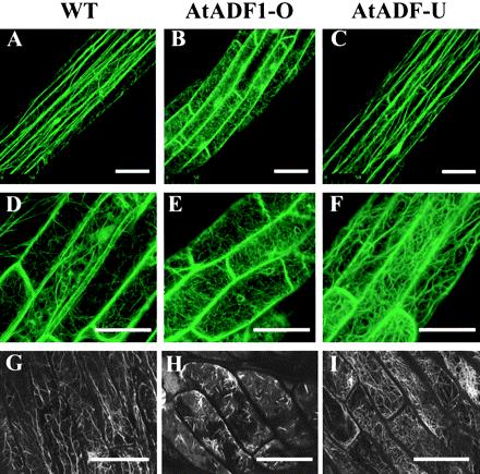 Změny hladiny ADF1 u Arabidopsis overexprese: vymizení svazků mikrofilament (cables) menší