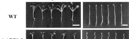 Změny hladiny ADF1 u Arabidopsis overexprese: omezení růstu buněk/ogánů inhibice: podpora růstu buněk/ogánů Počet listů v růžici před vykvetením (vliv na