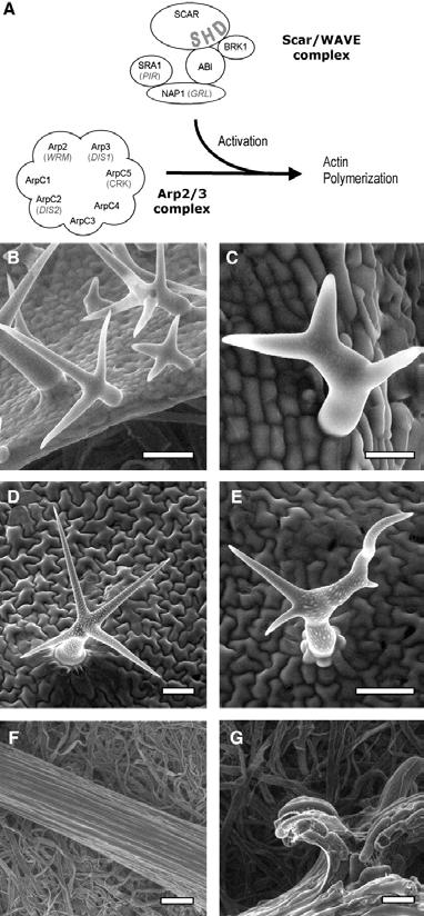 SCAR/WAWE: regulátory Arp2/3 Zhang, X., et al. Plant Cell 2005;17:2314-2326 The evolutionarily conserved Rac-WAVE-Arp2/3 pathway links actin filament nucleation to cell morphogenesis.