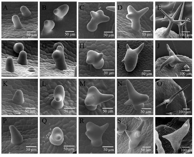 Arabidopsis: mutanti třídy