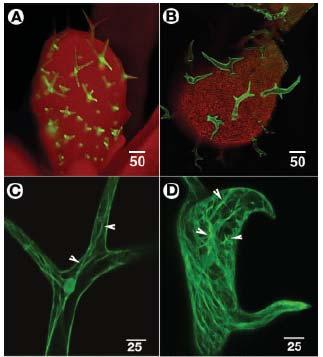 autofluorescence