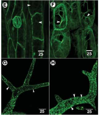 hypokotyl GFP-mTalin