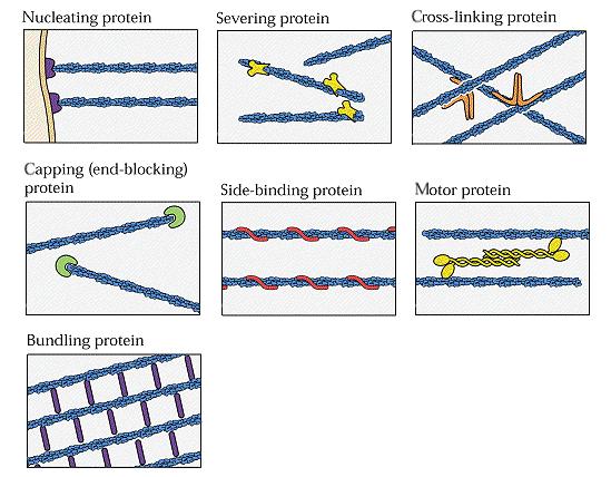 Obecné rysy cytoskeletu vlákna jsou polymery z několika málo typů