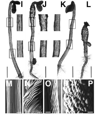 světlo SPR1, SPR2 (spiral) etiolované Arabidopsis spiral1 (spr1) mutants show a right-handed helical