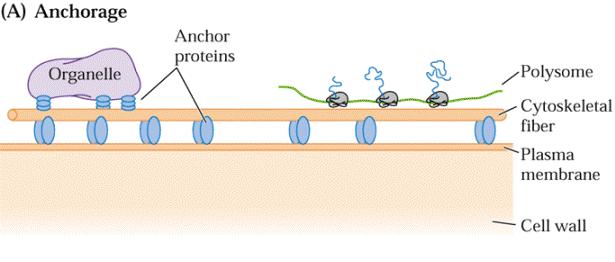 Obecné funkce cytoskeletu vazba