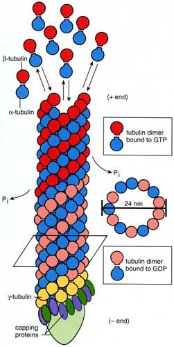 Nukleace mikrotubulů