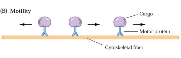 Obecné funkce cytoskeletu řízený vnitrobuněčný