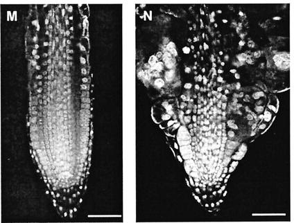 pleiade mutace v