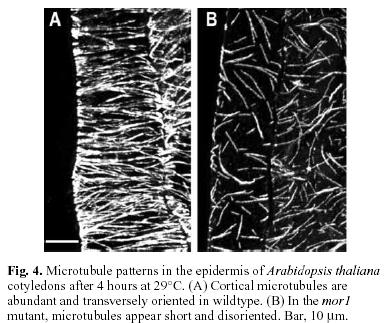 MOR1 (microtubule
