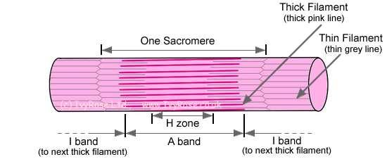 uvnitř svalového vlákna [Ø 0.5 1.5 m] Sarkomera nejmenší kontraktilní jednotka [2.