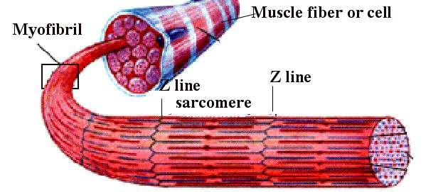 MYOFIBRILY protáhlé