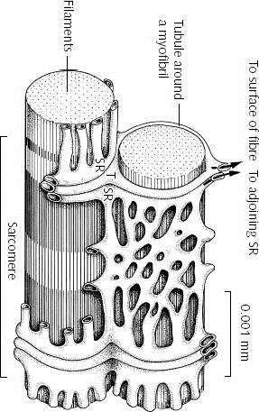 oddělené od sarkoplazmy terminální cisterny ( junkce ) a