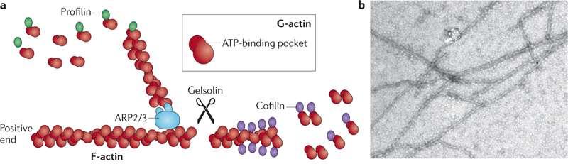 TENKÁ MYOFILAMENTA Fibrilární aktin (F-actin) Tropomyosin