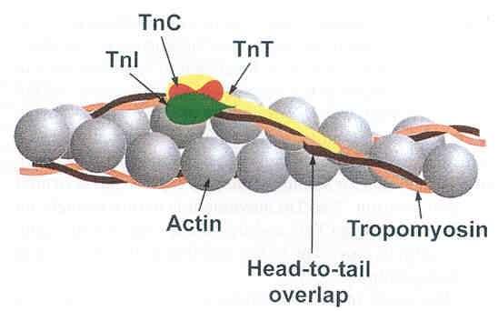 váže tropomyosin TnC (Troponin C) váže kalcium TnI