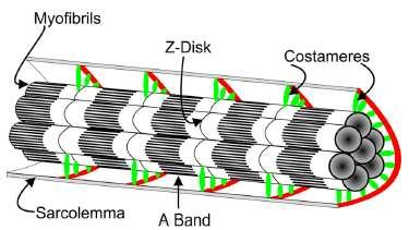 KOSTAMERY Spojení myofibril se