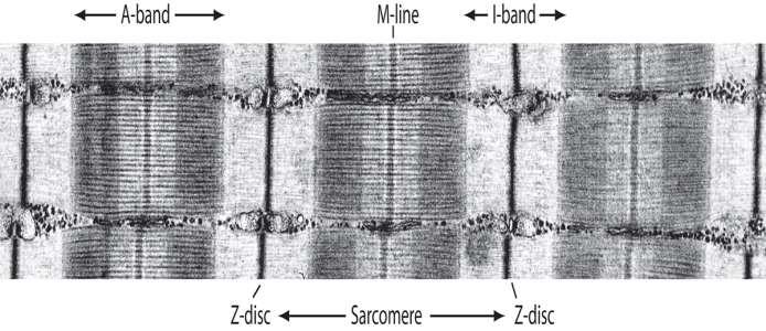 MYOFIBRILY KARDIOMYOCYTŮ Aktinová a myozinová myofilamenta Sarkomera Z-linie