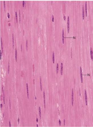 HLADKÁ SVALOVÁ TKÁŇ vřetenovité buňky myofilamenta