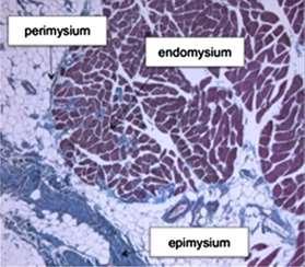 svalového vlákna Perimysium