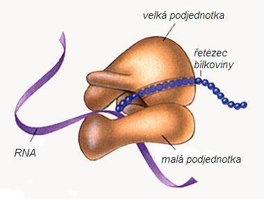 proteiny