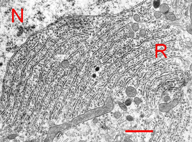 Granular endoplasmic reticulum (R) organized into parallel cisternae forming the tigroid