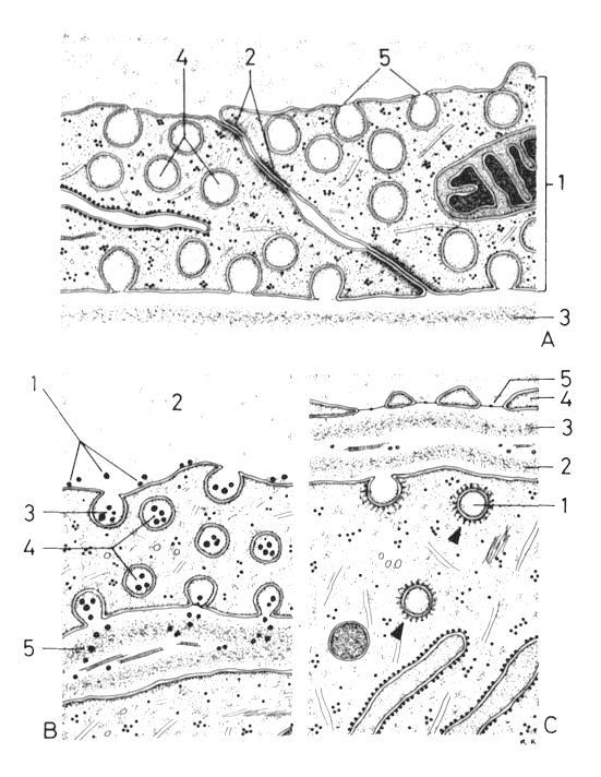 transportní mechanizmy Endocytóza fagocytóza pinocytóza nespecif.
