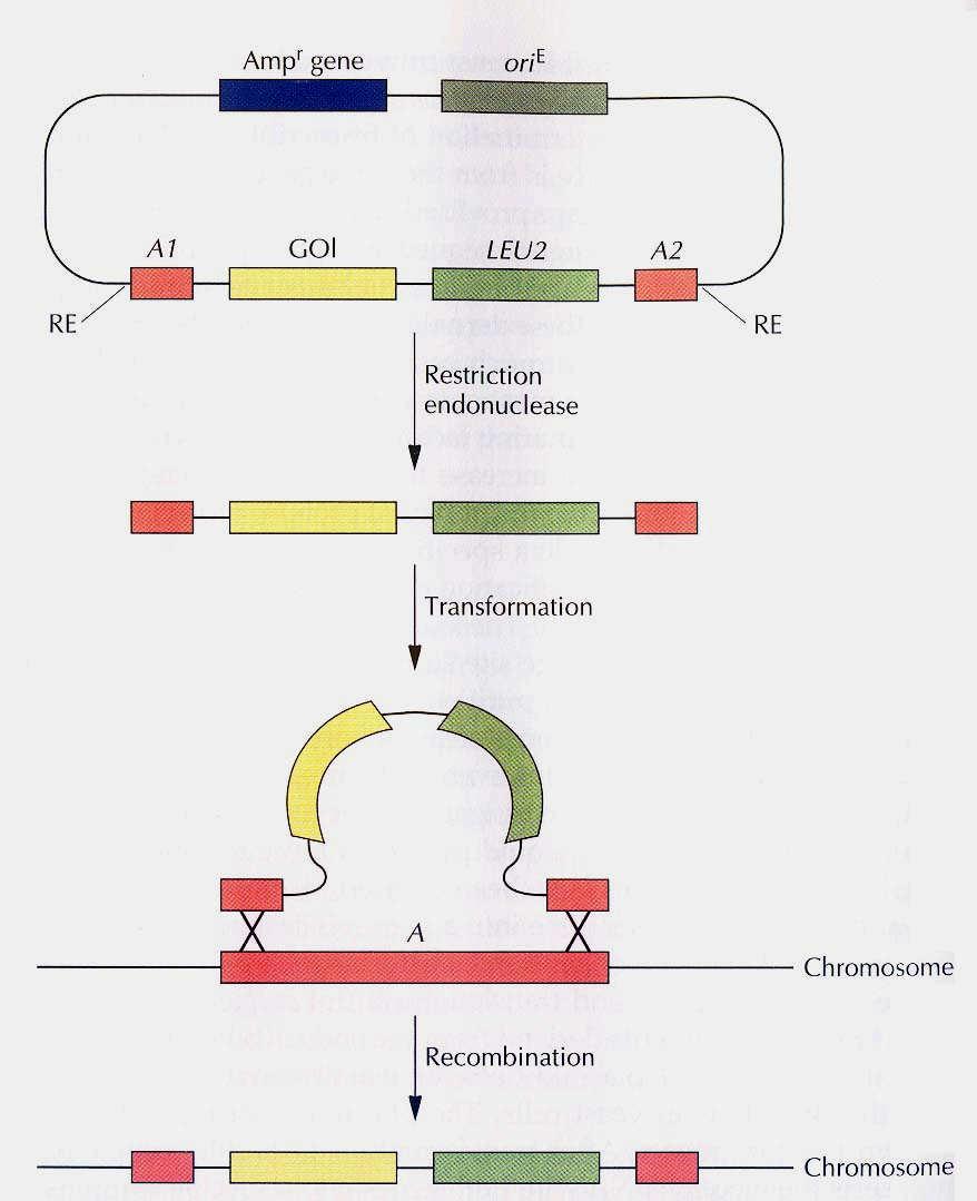 Vnášení genů do chromozomu kvasinek pomocí