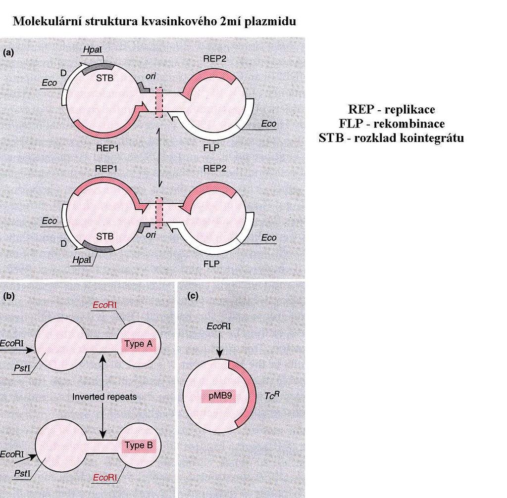 Molekulární struktura kvasinkového 2µ plazmidu 6,3 kb; 50-100 kopií Izomerní formy plazmidu FRT REP replikace FLP rekombince STB rozklad kointegrátu FRT site = FRT recombination target Flp