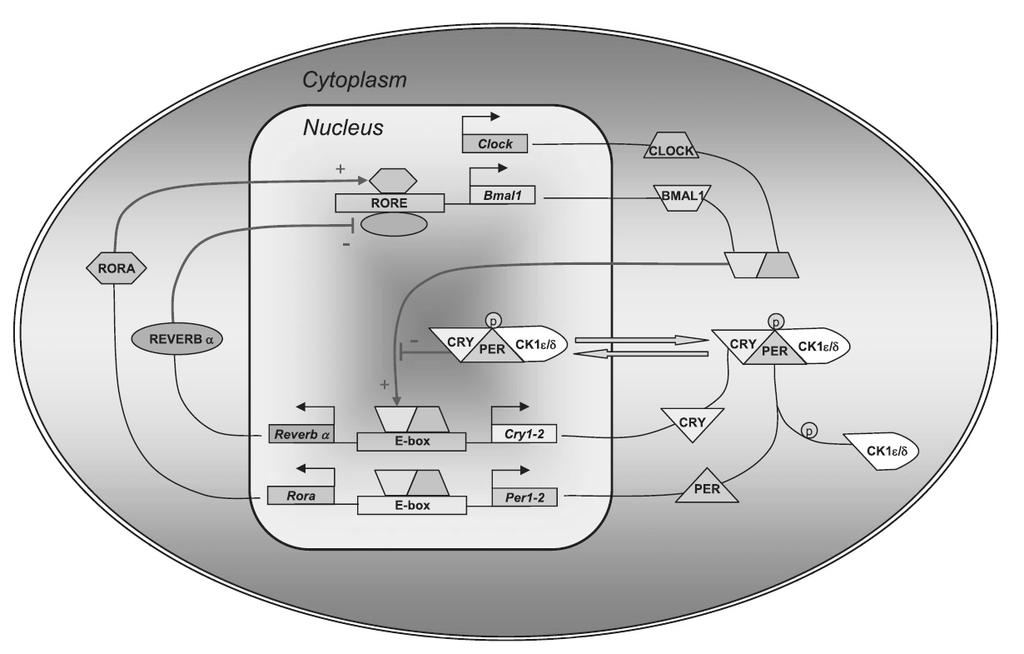 transkripci. Naopak pozitivně na přepis genu Bmal1 působí další hodinový protein RORα (shrnuto v Reppert a Weaver, 2001).