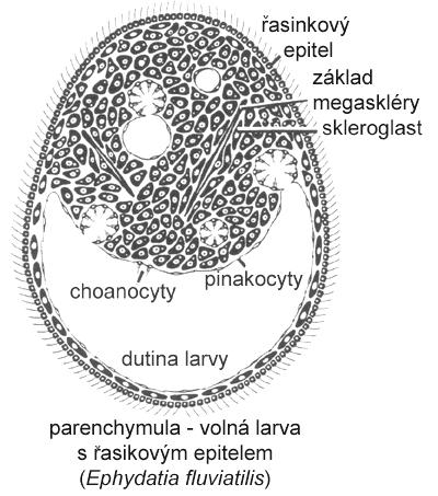 přisedání parenchymuly naši