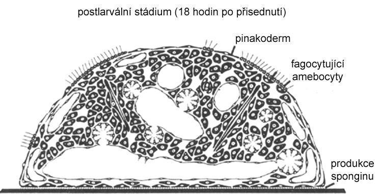 ke spermatogenezi; spermie