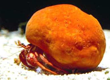 Spongiliidae Poterion neptuni - houbovec pohárový, Tichý oceán, výška až 1 m Suberites
