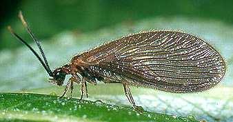 pakomárů pouze larvy vodnářek -čeleď Sisyridae (vodnářkovití z řádu