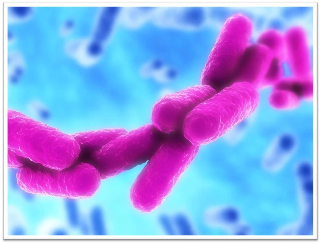 Klebsiella pneumoniae