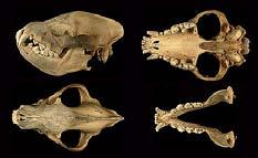 Af  hyaena