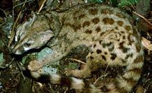 musschenbroecki (Celebes) Paguma