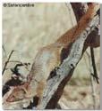 Herpestidae - promykovití Atilax paludinosus Bdelogale crassicaudata, jacksoni,