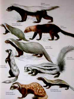 Mellivora capensis - medojed Mustelinae / Mellivorinae Mephitidae Stink Badgers (Mydaus) 2 species Indonesian Stink